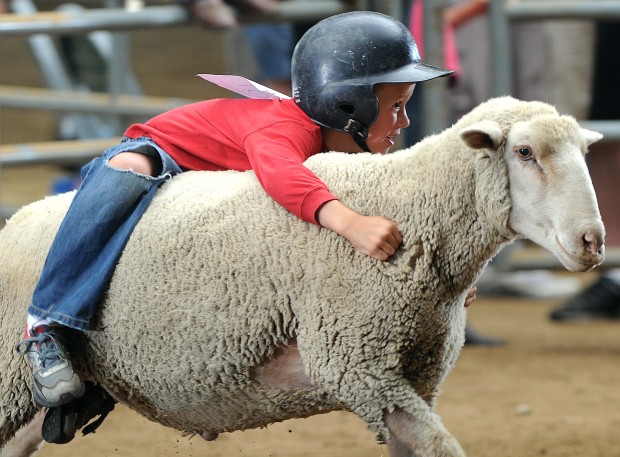 A smiling boy wearing a helmet clings to the back of a sheep which seems suprisingly okay with this
