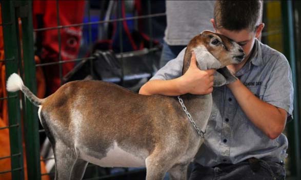 Aussie Kingdom petting kangaroo